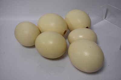 Lot 345 - A group of six Ostrich Eggs