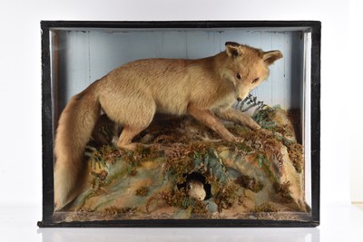 Lot 346 - Taxidermy