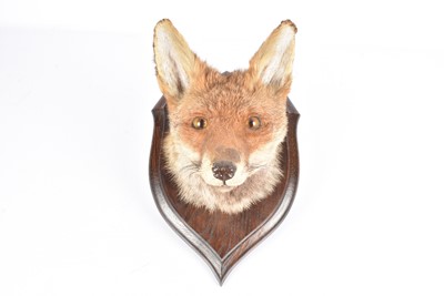 Lot 347 - Taxidermy
