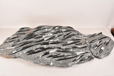 Lot 348 - A Large Orthoceras Plate