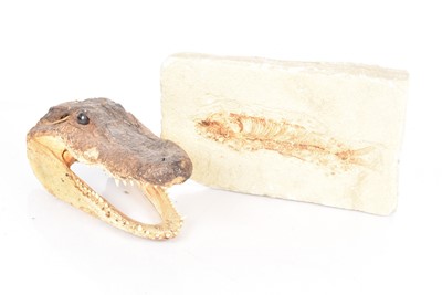 Lot 351 - A Miocene Age Fish Fossil