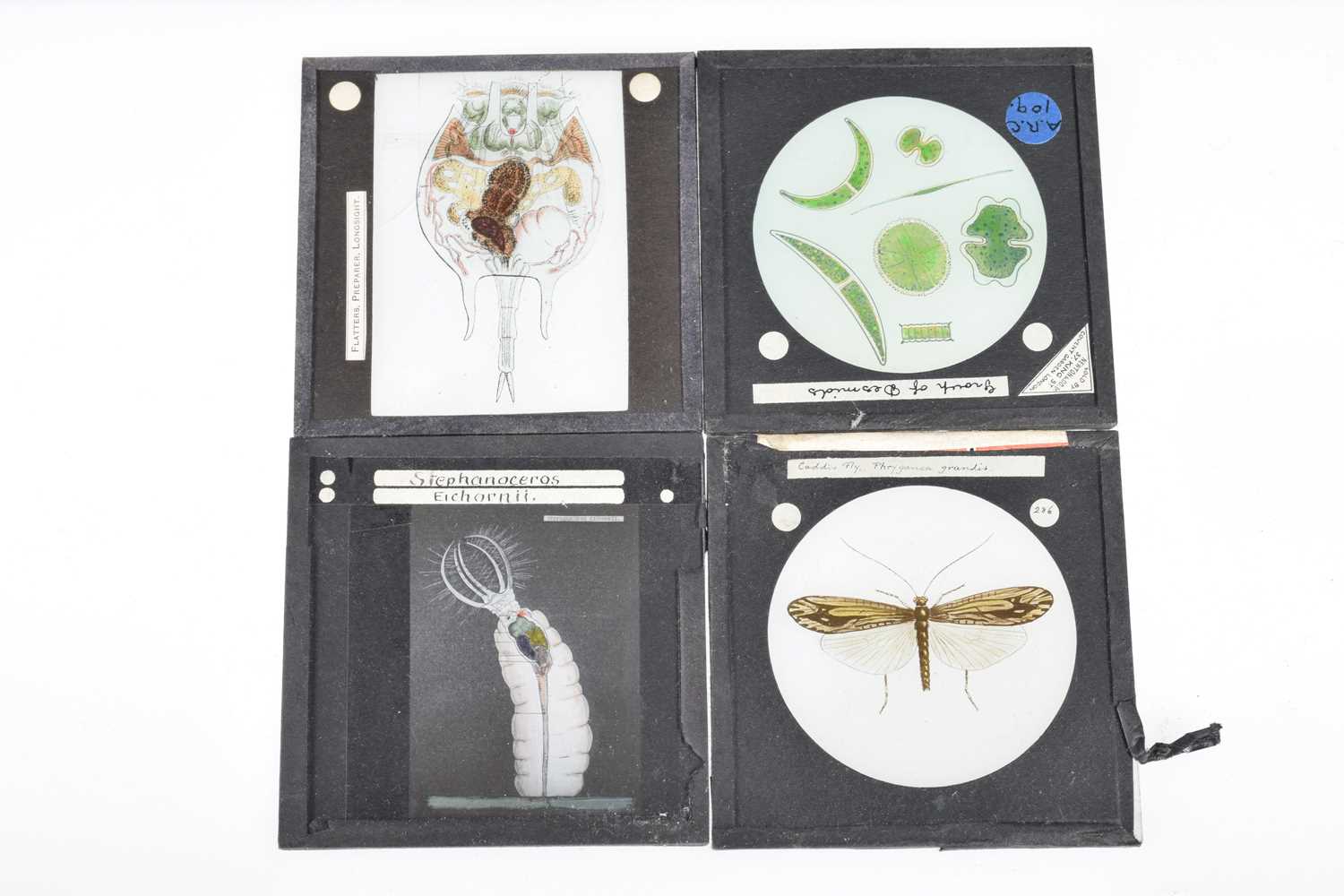 Lot 57 - Approx 80 Entomology 3¼'' Magic Lantern Slides